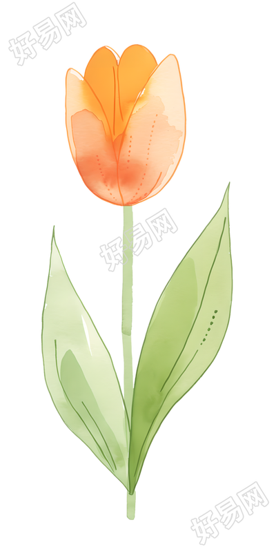 单支郁金香水彩插图