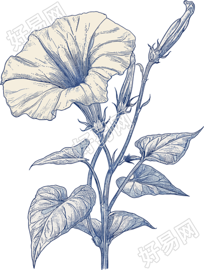 牵牛花素描插画元素