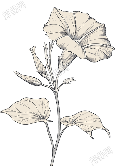 牵牛花素描矢量插画