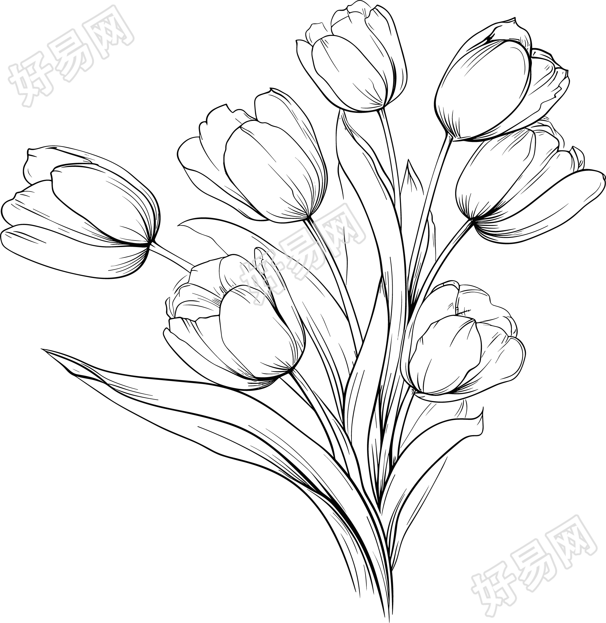 郁金香素描元素