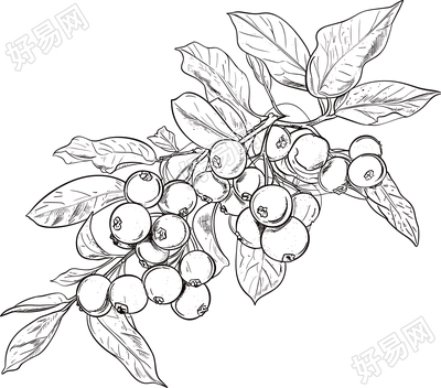 山楂素描商用插图