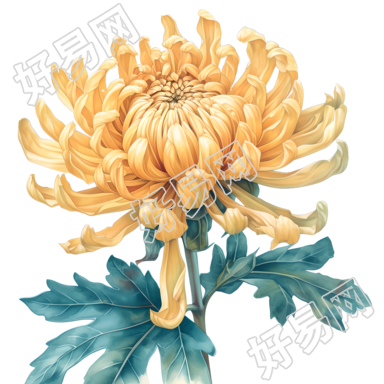 黄色菊花彩铅插图