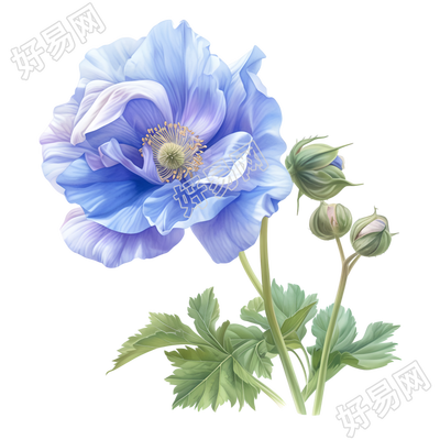 蓝色花朵彩铅插图
