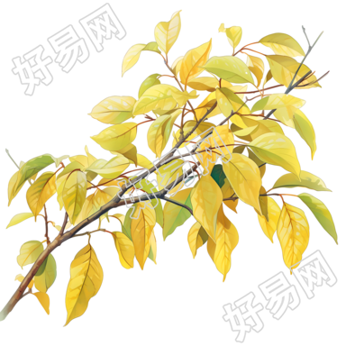 树叶彩铅PNG插画