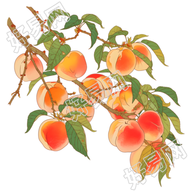 桃子高清素材