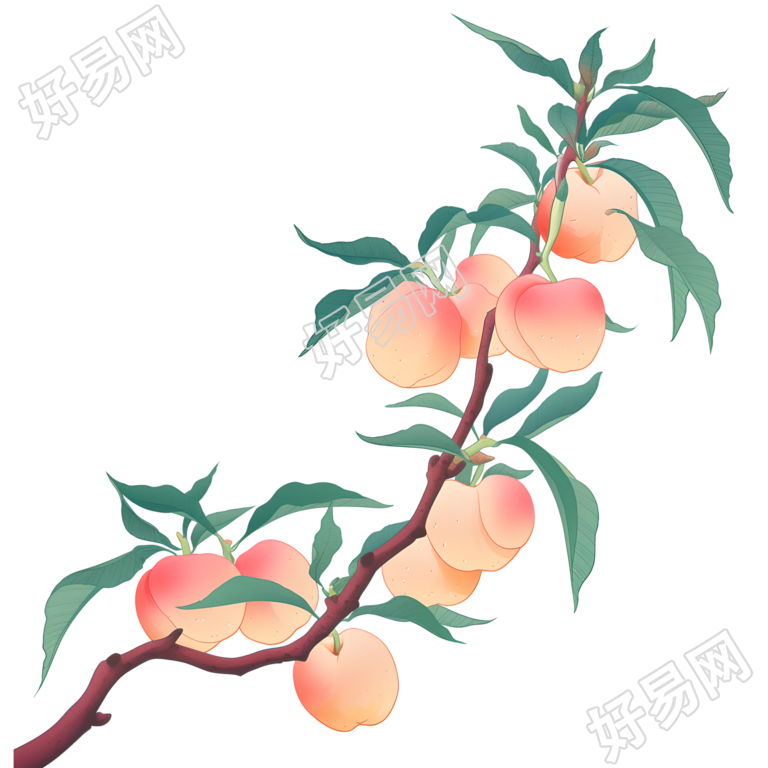 桃子透明背景插图