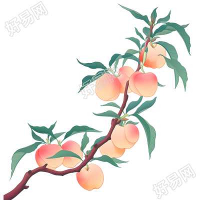 桃子透明背景插图