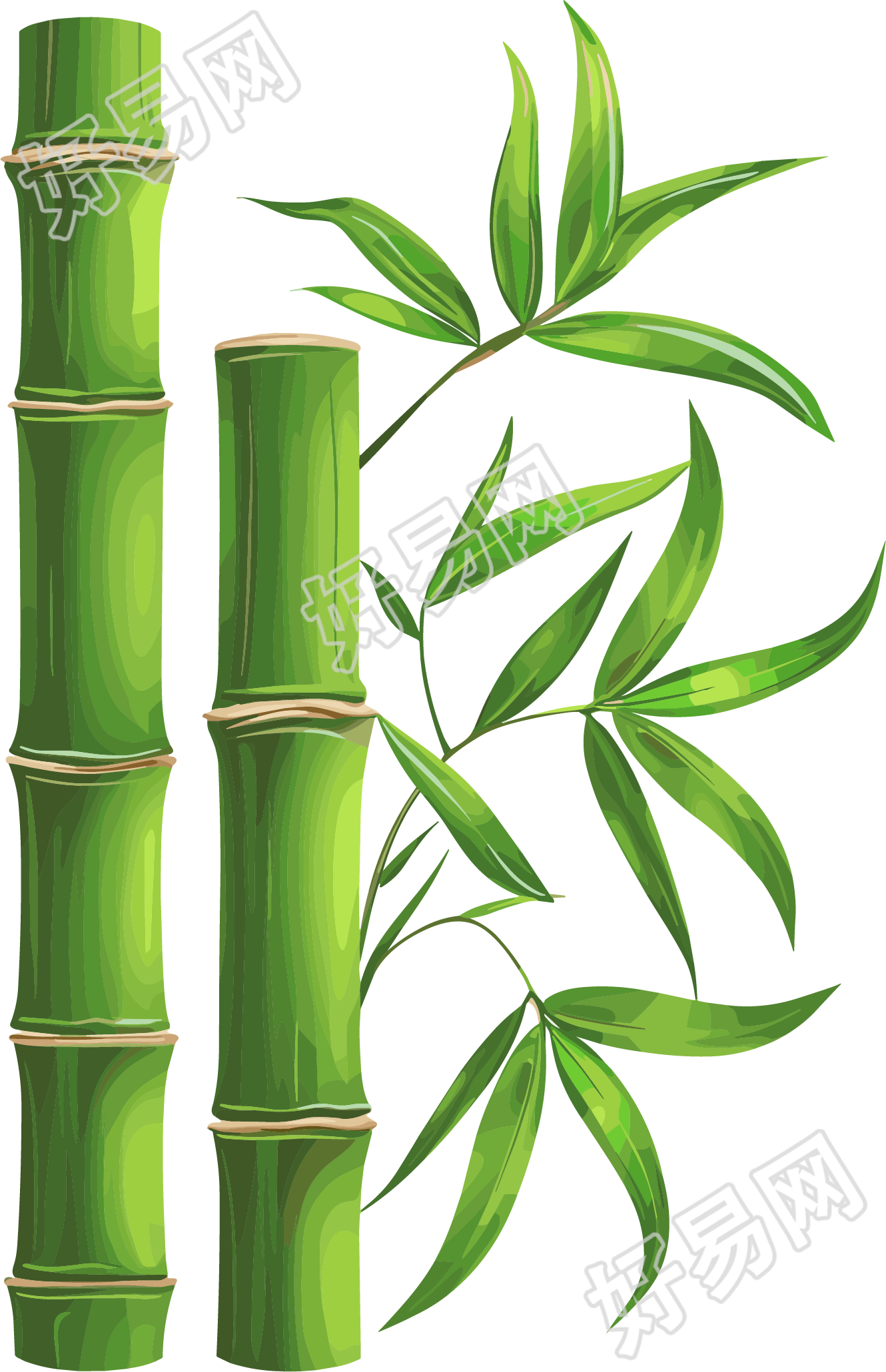竹子透明背景插图