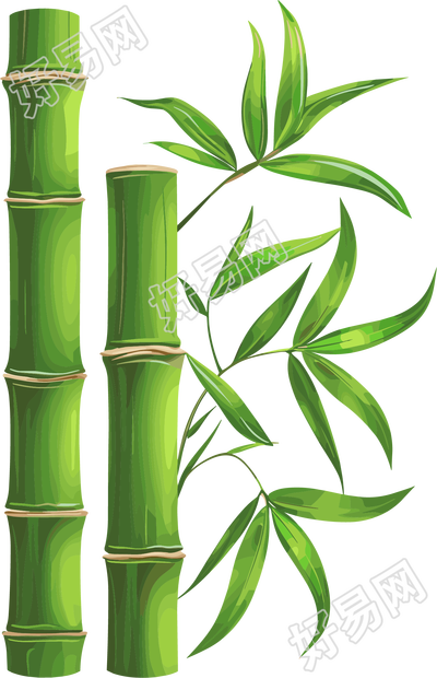 竹子透明背景插图
