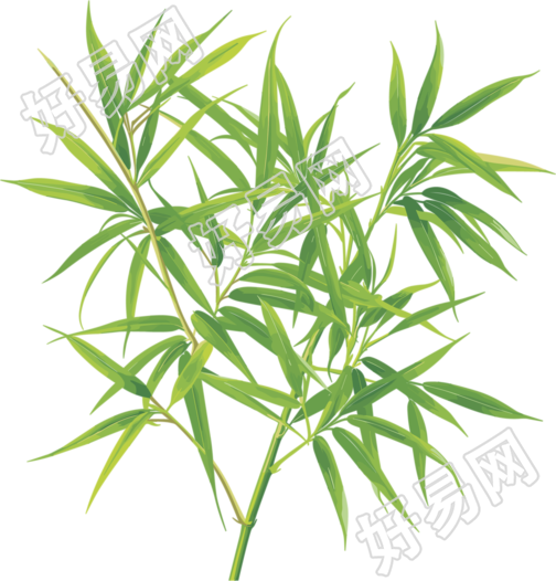 竹叶透明背景插画