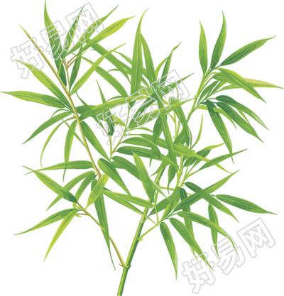 竹叶透明背景插画
