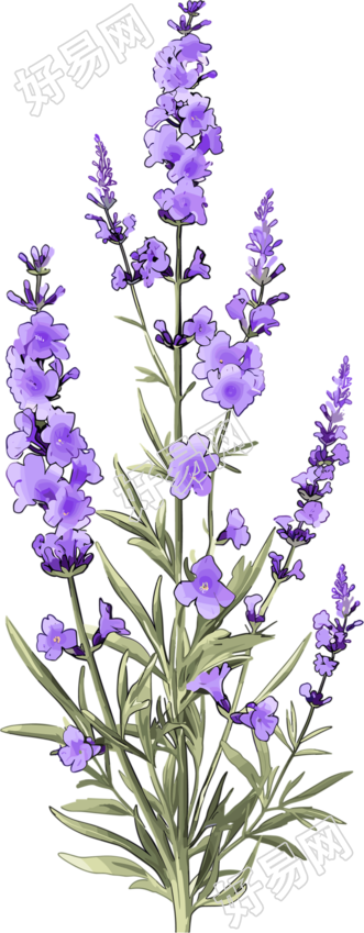 薰衣草卡通插图