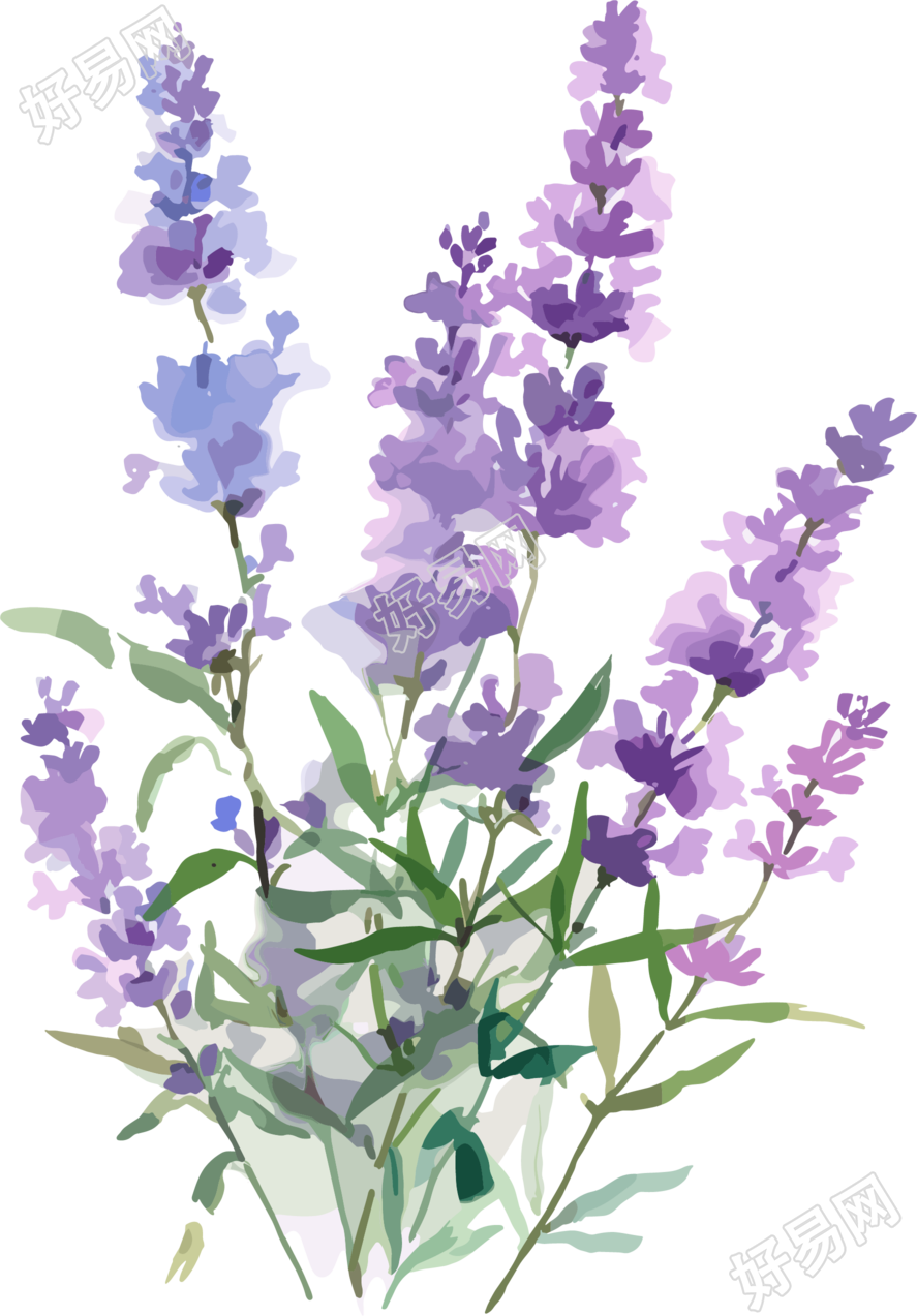 薰衣草水彩风插画