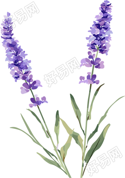 薰衣草可爱插图