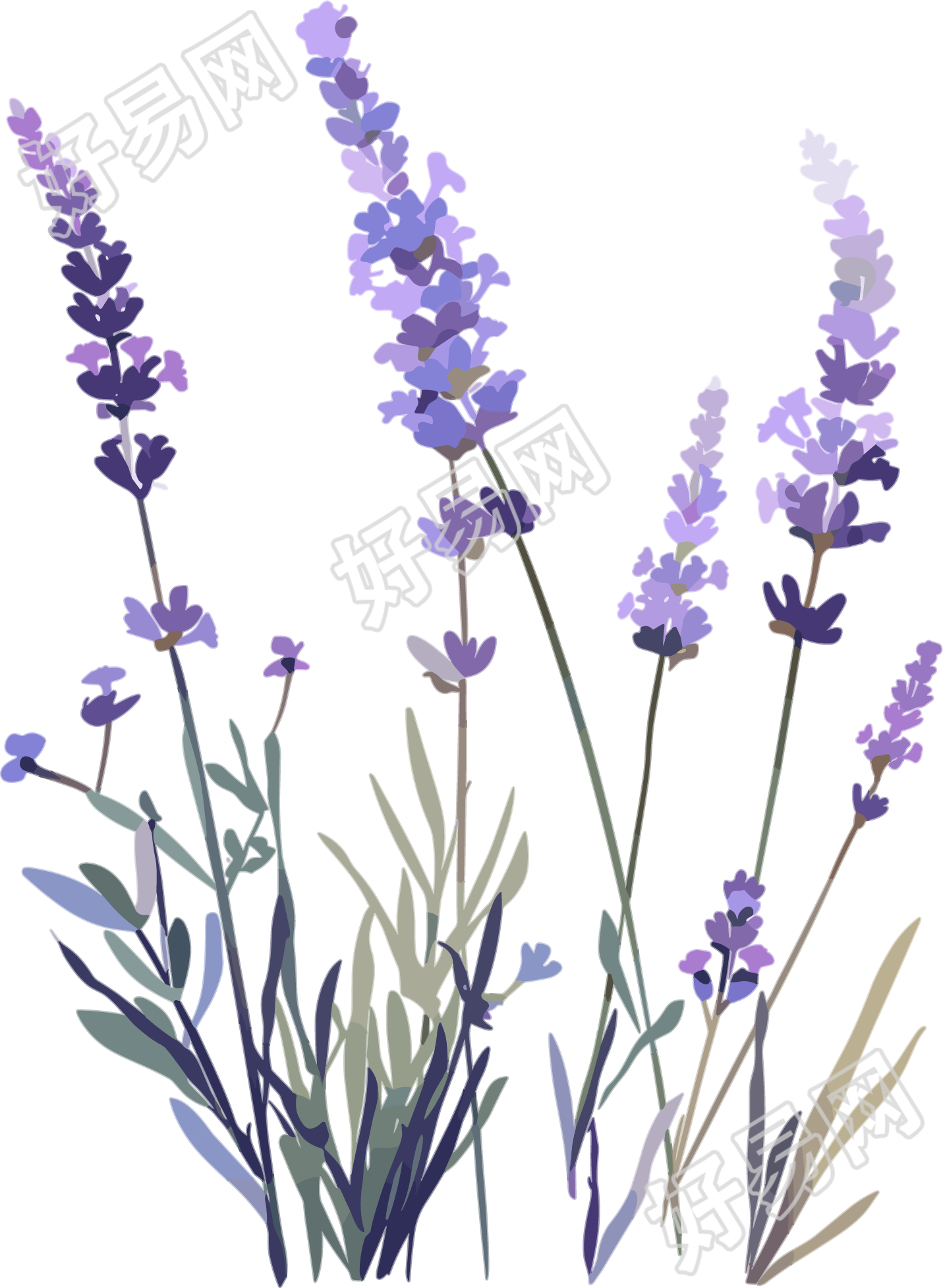 薰衣草矢量素材