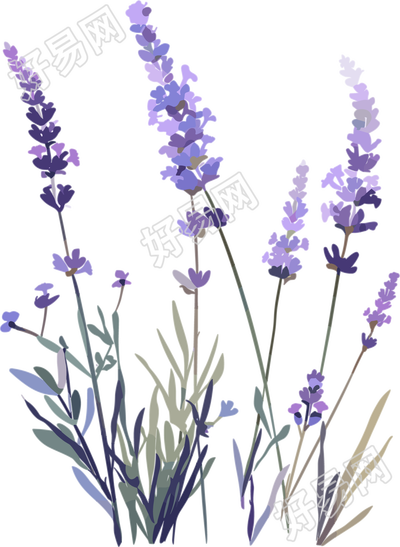 薰衣草矢量素材