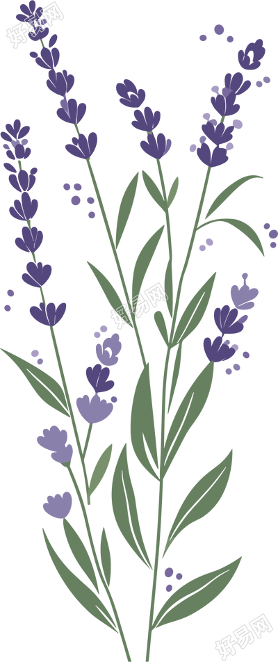 薰衣草向量插画