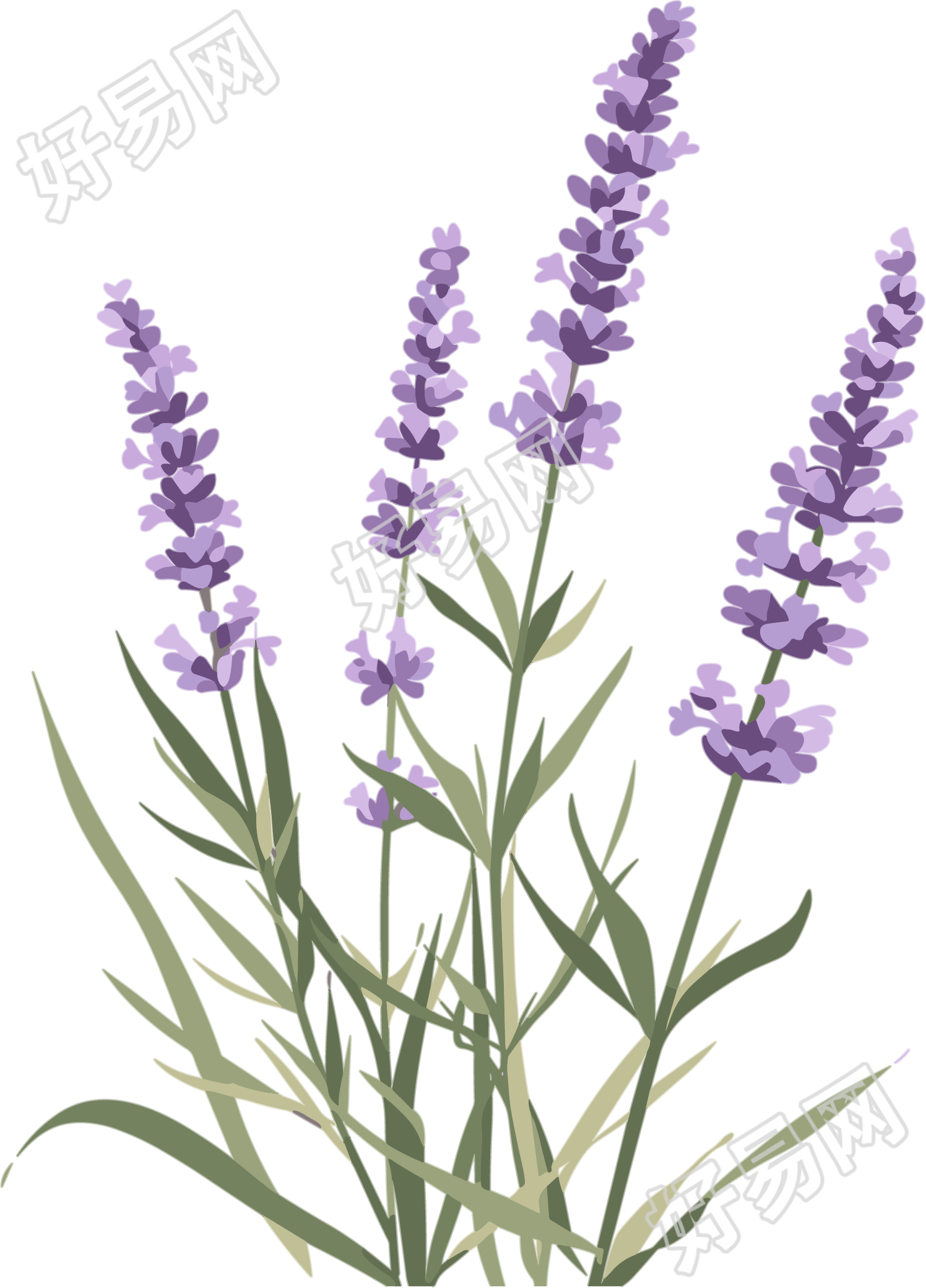 薰衣草插画素材