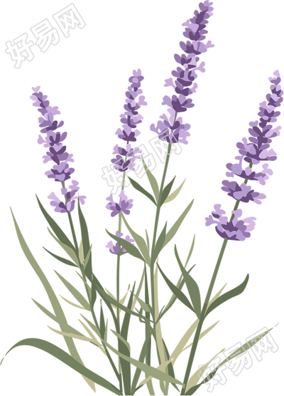 薰衣草插画素材