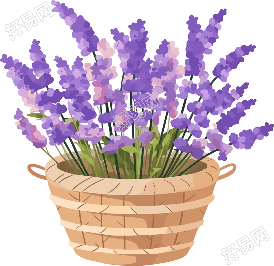 薰衣草清新插画