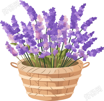 薰衣草清新插画