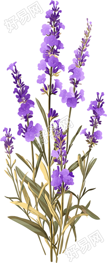 薰衣草透明背景素材