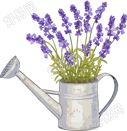 薰衣草浇水壶插图