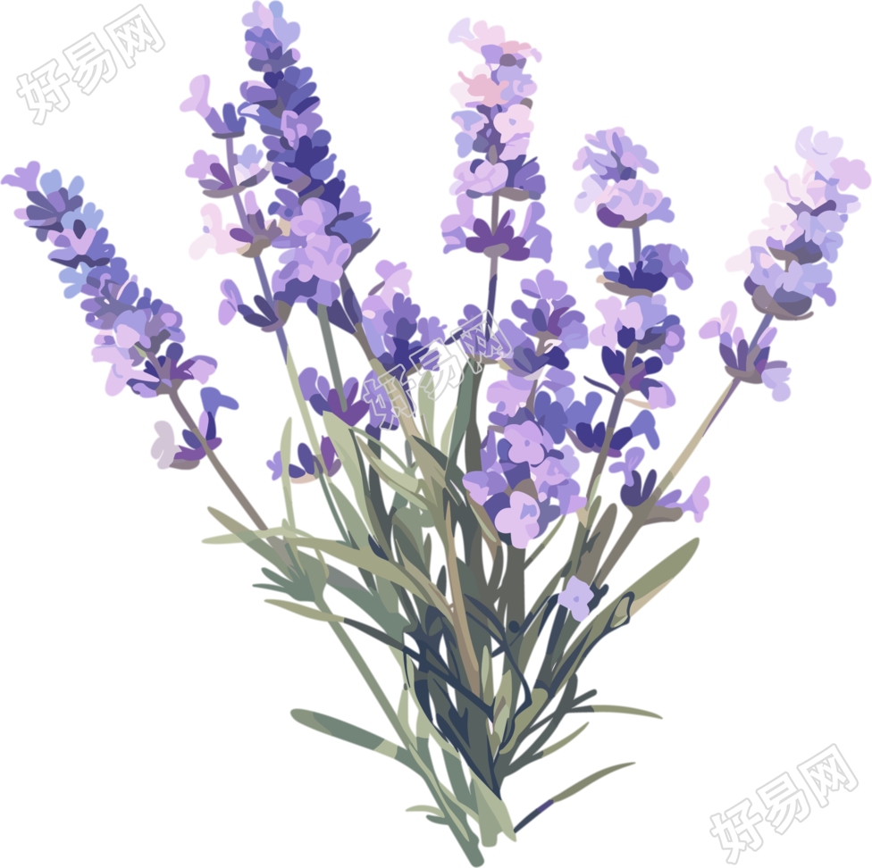 薰衣草可商用插画