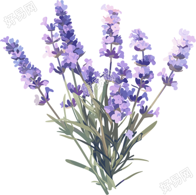 薰衣草可商用插画