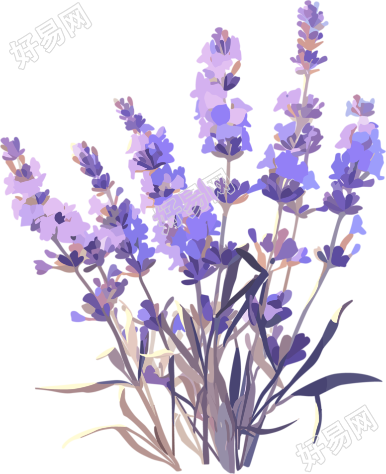 薰衣草高清插图