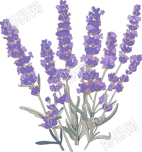 薰衣草唯美插图