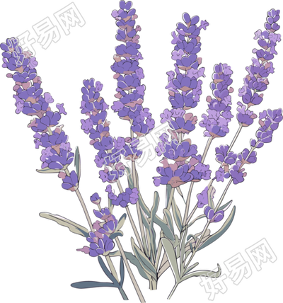 薰衣草唯美插图