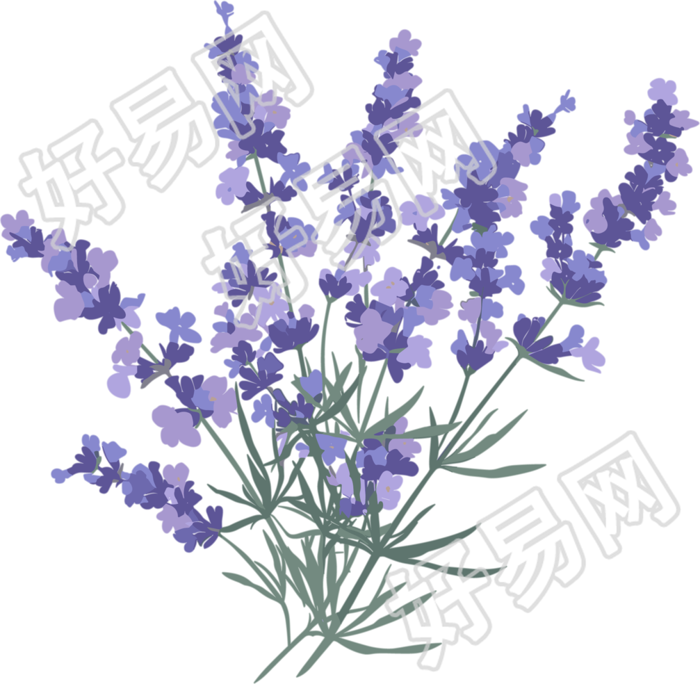 薰衣草水彩插图