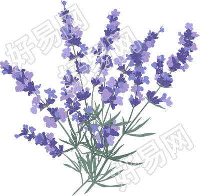 薰衣草水彩插图