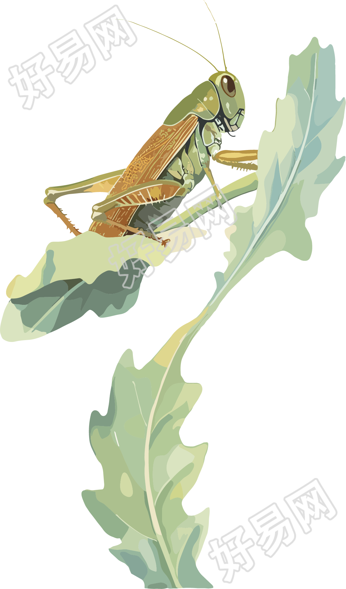 蟋蟀插画设计元素