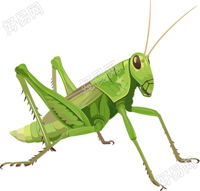 蟋蟀透明背景素材