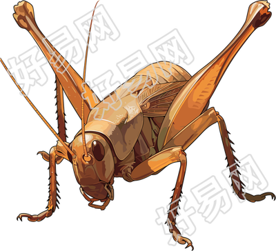 蟋蟀高清插图