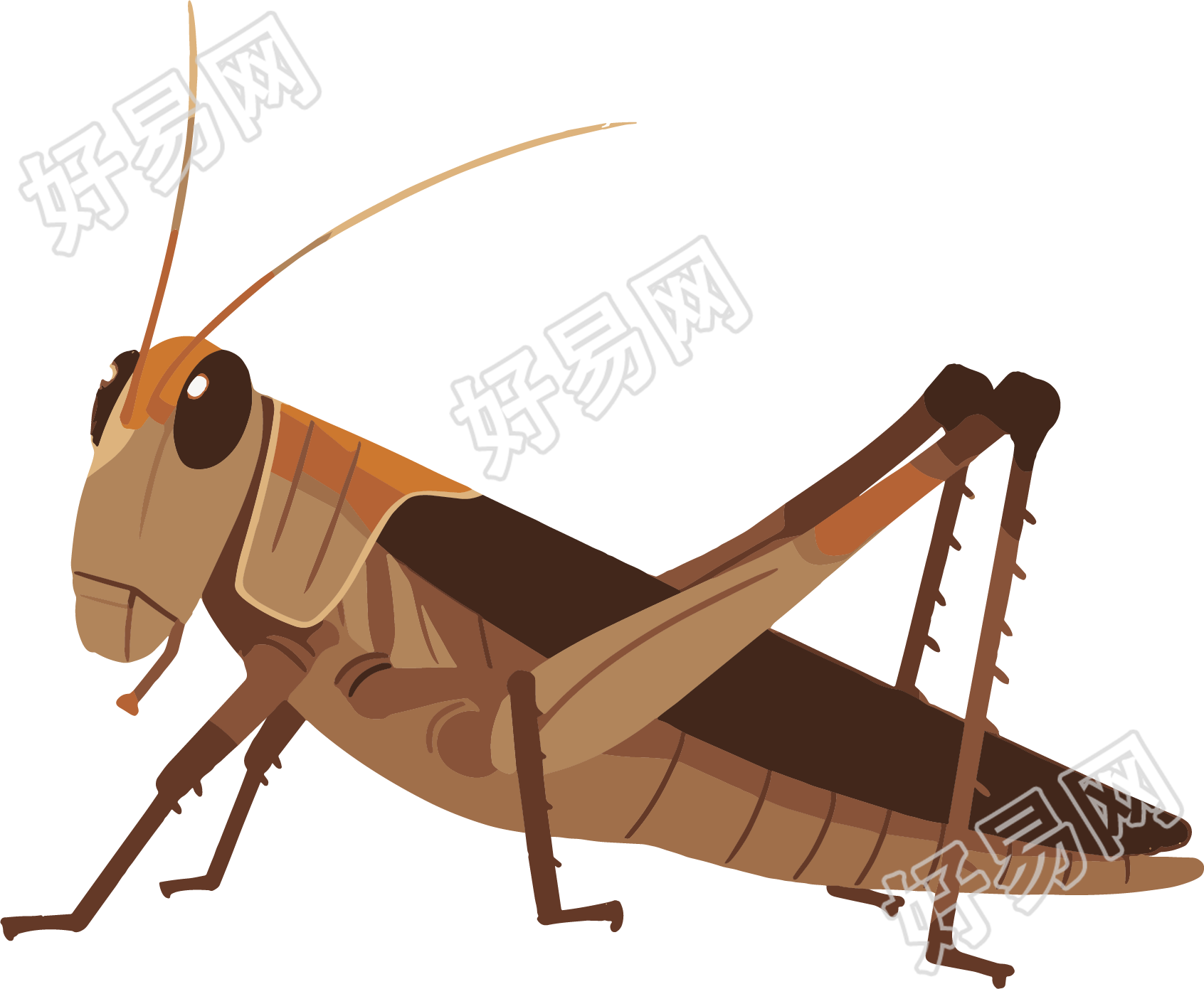 蟋蟀透明背景插画