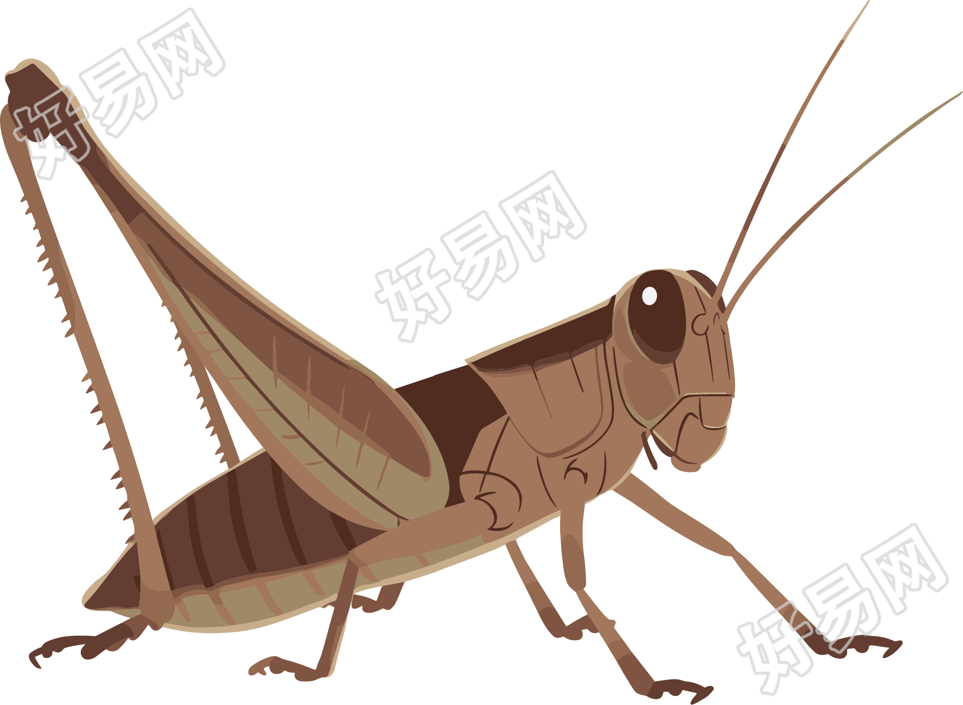 蟋蟀高清图形素材