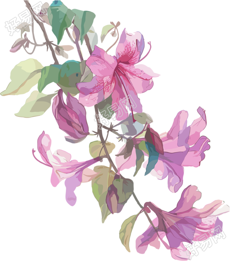 紫荆花高清素材