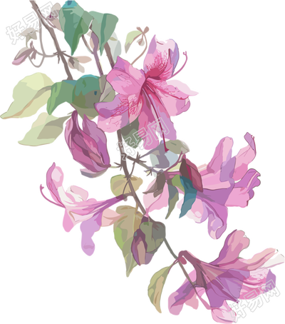 紫荆花高清素材