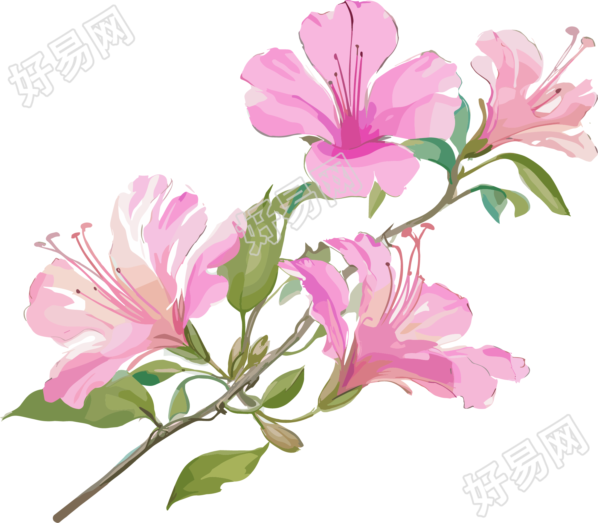 紫荆花水彩插图