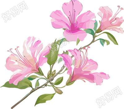 紫荆花水彩插图
