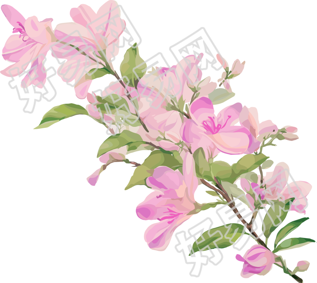 紫荆花PNG插画