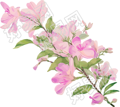 紫荆花PNG插画