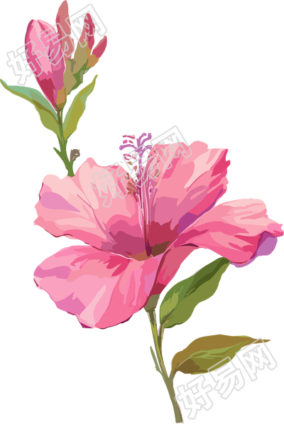紫荆花透明背景插图