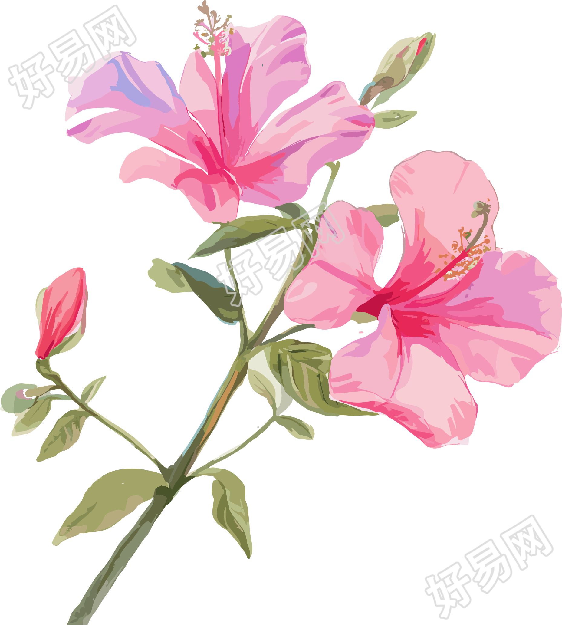 紫荆花插画设计素材