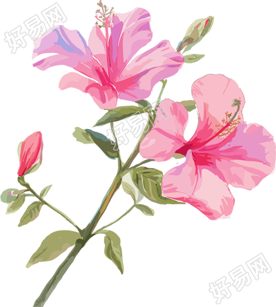 紫荆花插画设计素材