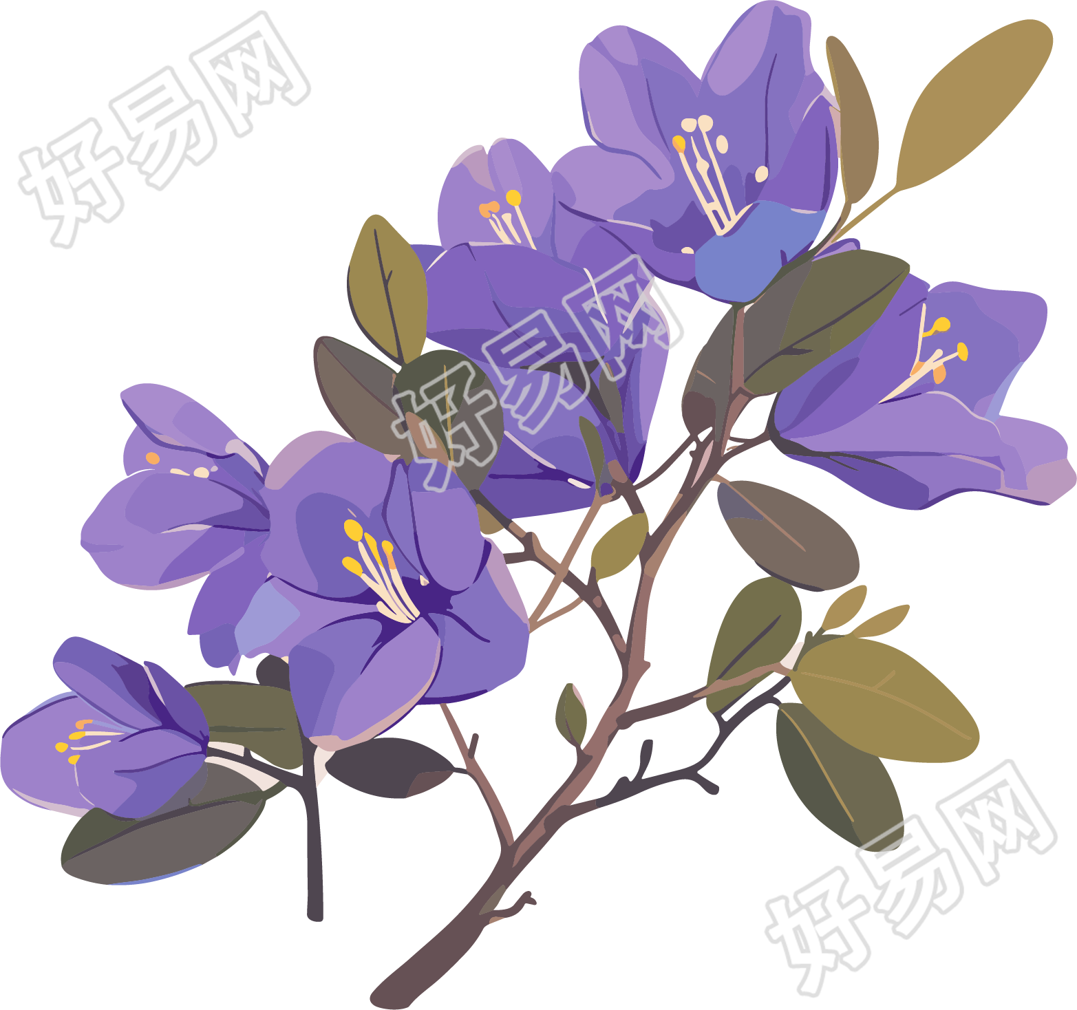 紫荆花高清水彩插图