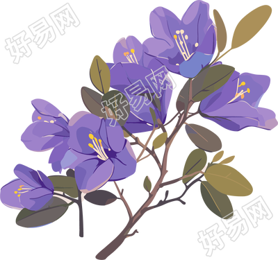紫荆花高清水彩插图